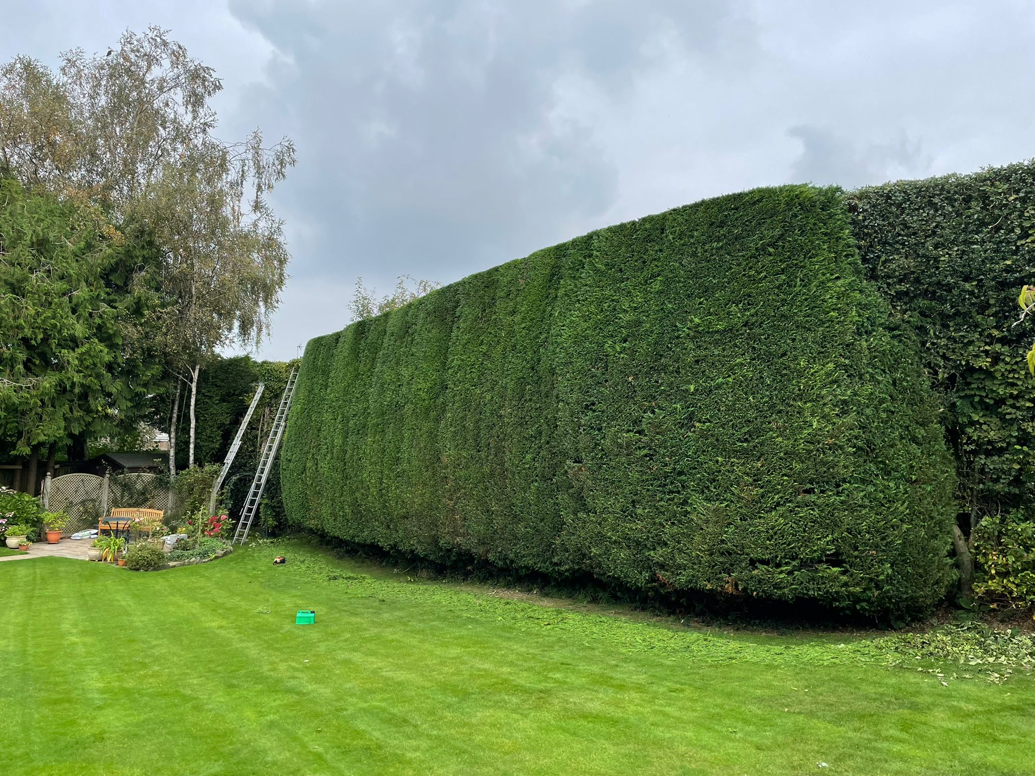 hedge trimming services South wales