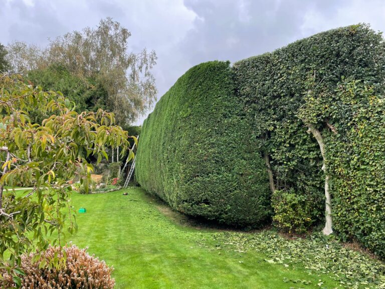 hedge trimming services South Wales