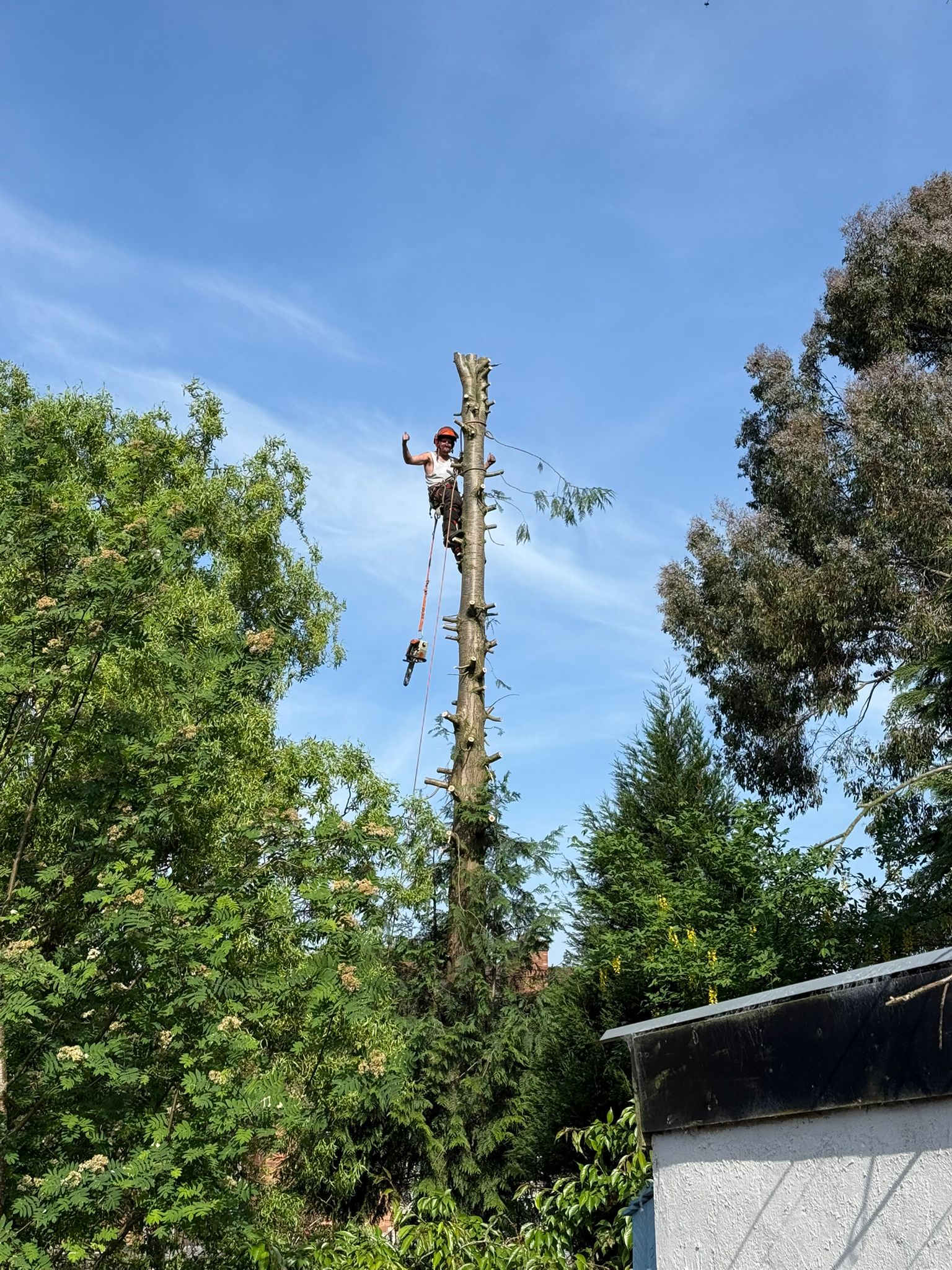 tree surgery south wales